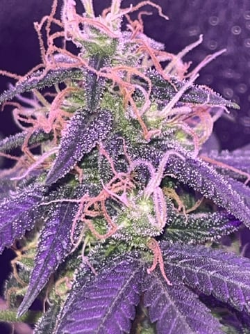 First attempt grow 😶‍🌫️ — flower, day 123