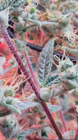 Northern Lights  — flower, day 67