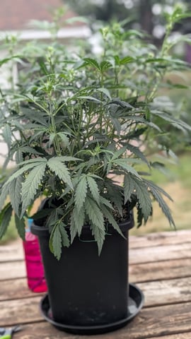 Lemon Cherry Gelato Auto — flower, day 41