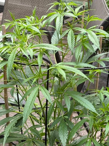 purple punch  — vegetative, day 19