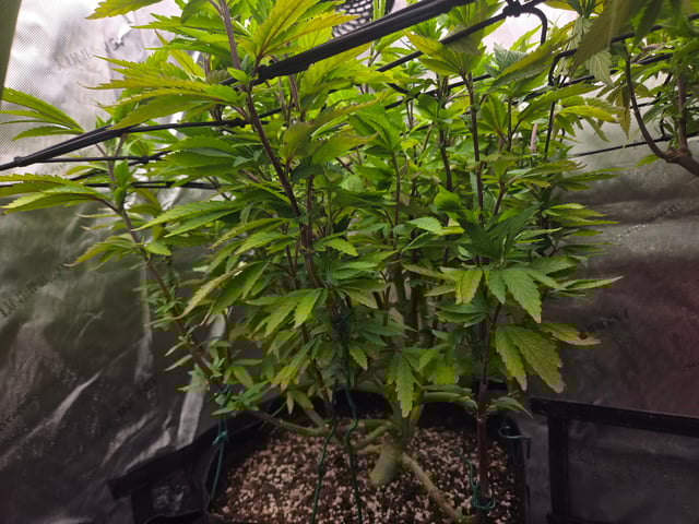 First Grow — vegetative, day 60