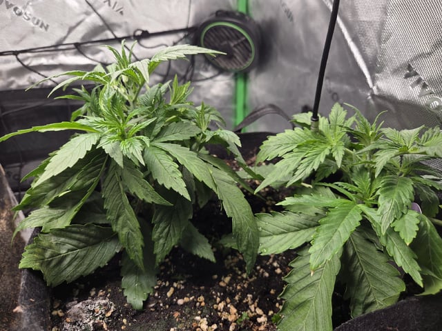 Automatic — vegetative, day 20