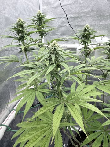 Blue Dream Grow — flower, day 59