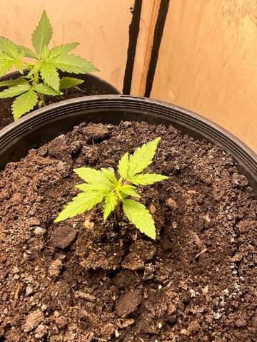 Milky Way F1 — auto, day 11