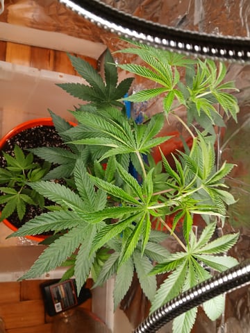 triangle kush  — vegetative, day 10