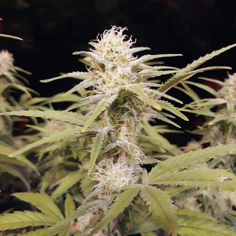 Homemade Seeds  — flower, day 69