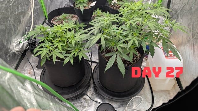 Strawberry Cheesecake Seedsman Seeds Autoflowers x2 — seedling_rooting, day 30
