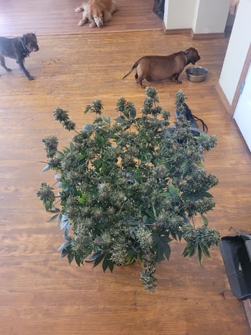 6th Grow — flower, day 95