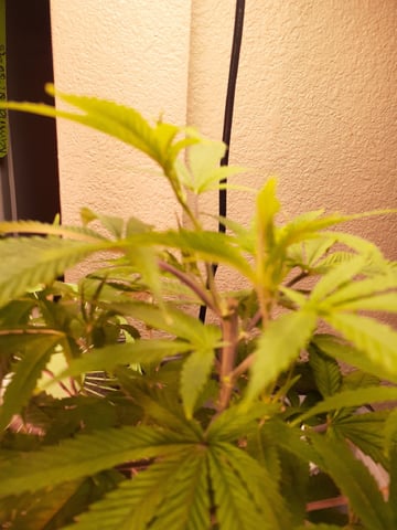 Sub Zero#12 Photoperiod Grow — vegetative, day 112