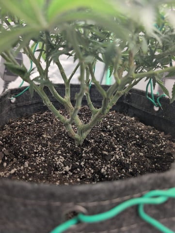 Girl Scout Cookies — flower, day 100