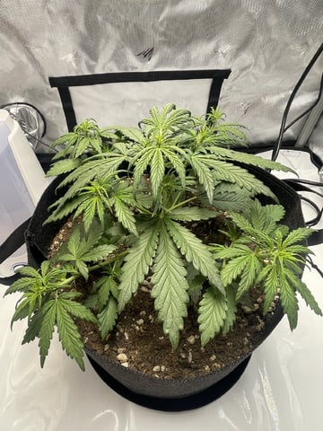 3x3 Grow — flower, day 1