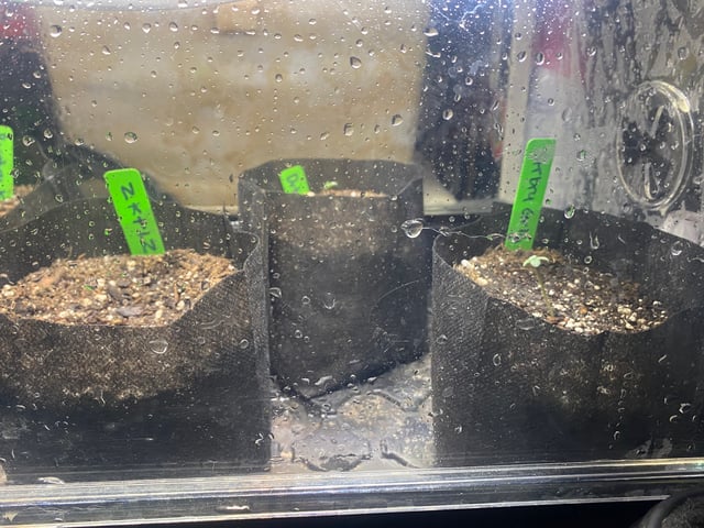 Auto Run #1 2025-2026 — seedling_rooting, day 5