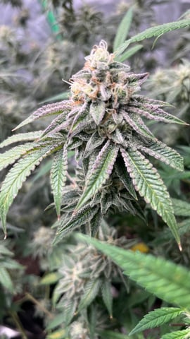 CB (Fem Photo) — flower, day 70