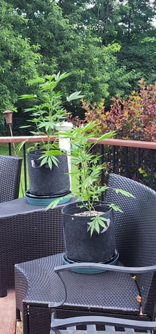 First clones (Dr nefario)  — vegetative, day 25