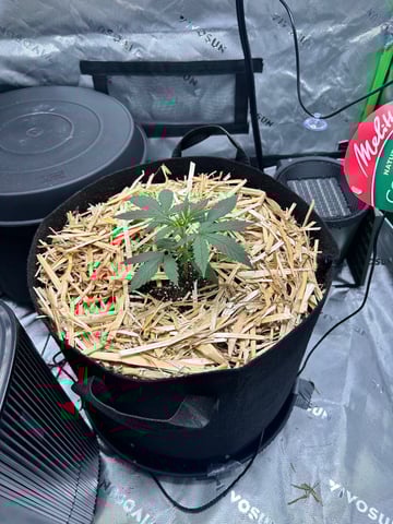 Pine (Auto) 2025 - 0 — vegetative, day 25