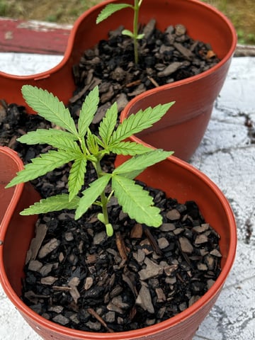 2026 Outdoor — seedling_rooting, day 3