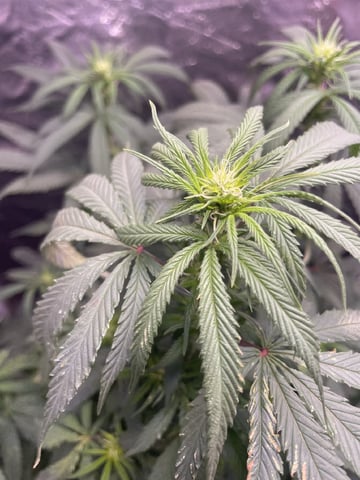 Blueberry — flower, day 95