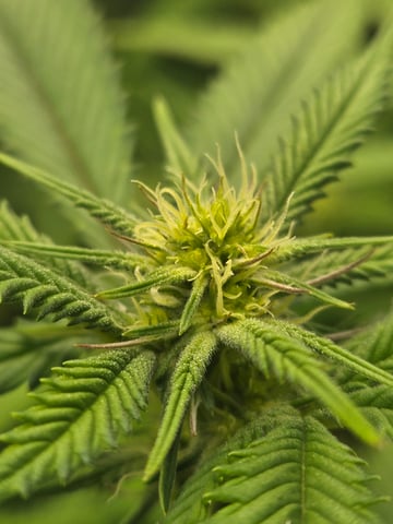 First Grow — flower, day 78