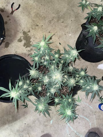 Autos and sour diesel! — flower, day 28