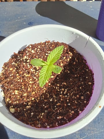 Second grow(Photoperiod) — seedling_rooting, day 12