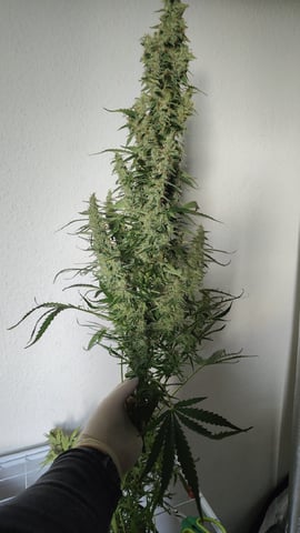 Fast Buds Gorilla Z auto