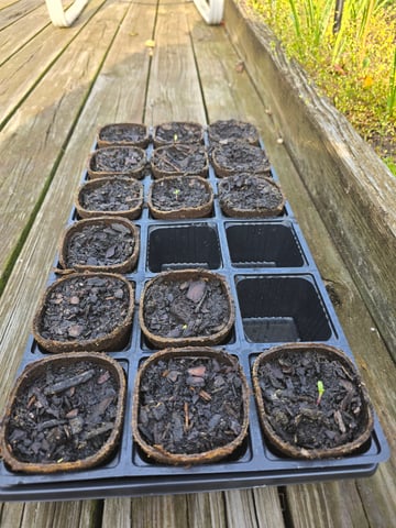 second year — germination, day 10