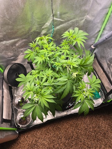 First grow — vegetative, day 43