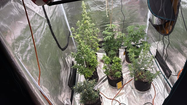 4’x8’ Grow1 — flower, day 73
