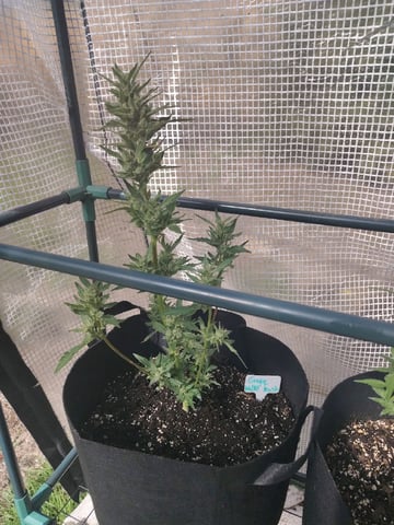 greenhouse grow  — flower, day 4