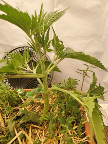 Auto Flower Run Fully Organic — vegetative, day 25