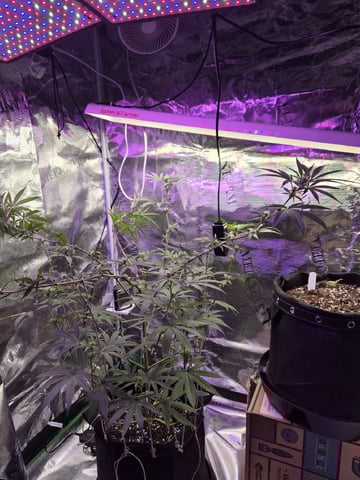 Kalini Asia Auto  — flower, day 31