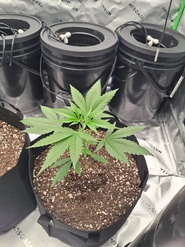 Do Si Dos -Cookies — vegetative, day 24