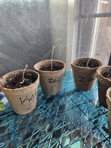 Double Kush (Zac) — seedling_rooting, day 8