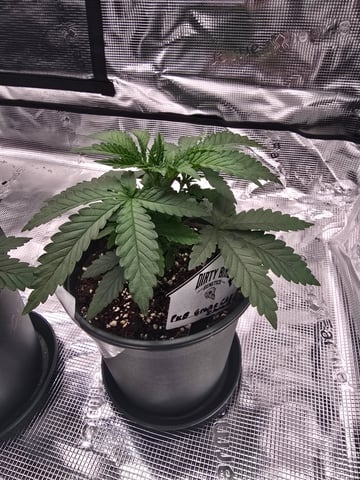 Dirty Bird - Thousand Island Fem & Platinum Kush Breath Remix x Grape Cakehead Fem Photo  — vegetative, day 19