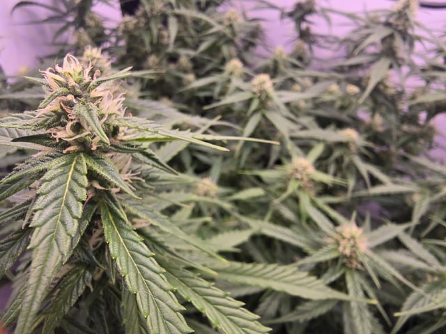 1st Auto Grow (LSD + BrB) - 1st indoor Grow — flower, day 50