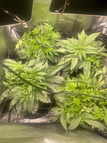 Mainely Organic Mix — flower, day 16