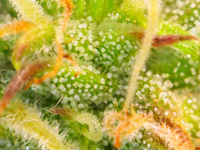 Pine (Auto) 2025 - 0 — flower, day 71