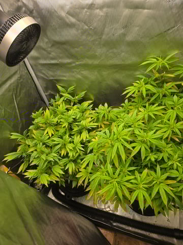 First Grow — vegetative, day 63