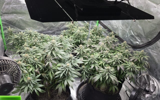 SBJ Clones — flower, day 103