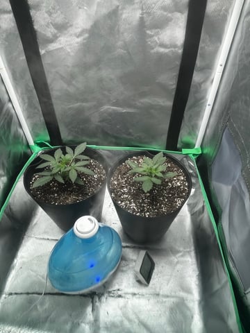 Northern lights Auto — vegetative, day 2