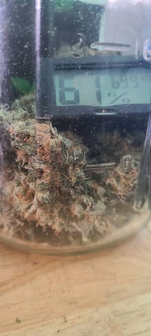 Alaskan bananaberry auto — done, day 74