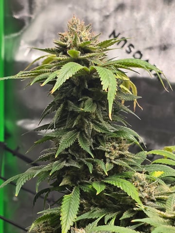 First grow — flower, day 121