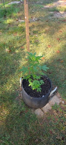 Let's just leave these right here! — vegetative, day 50