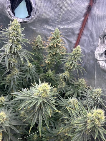 first grow in new 2x2 — flower, day 98