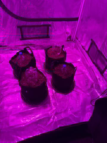 First Auto — vegetative, day 30