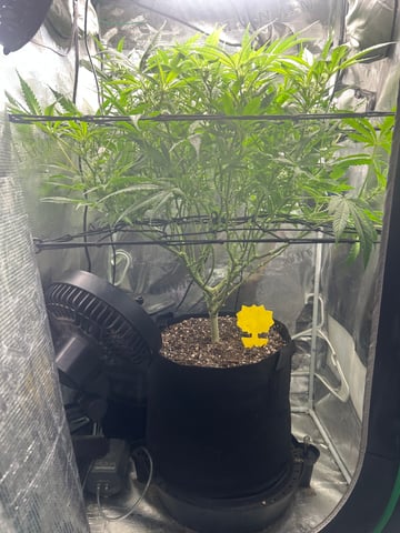 2nd Run — flower, day 97