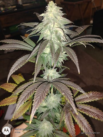 THE KRUX Multipack ETHOS — flower, day 46