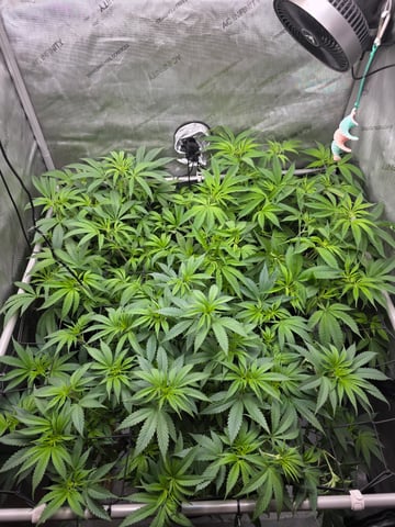 ethos genetics  — flower, day 61