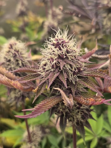 Relentless Genetics Trop Cherry S1 — flower, day 63