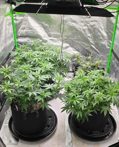 First grow - LCG(seed), GG#4(seed [possibly gorilla cookies]), Jack Hearer(clone) — flower, day 79